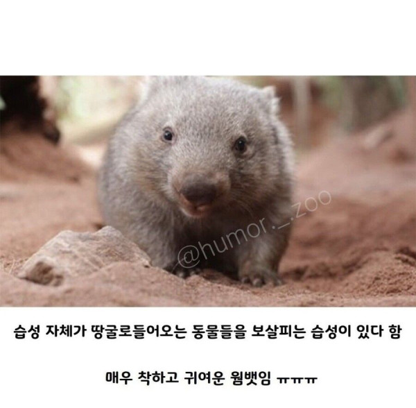 호주의 영웅