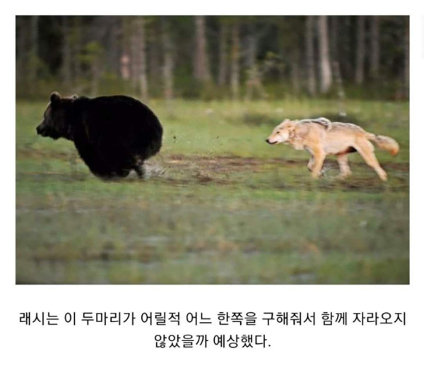 마법같은 곰과 늑대의 우정