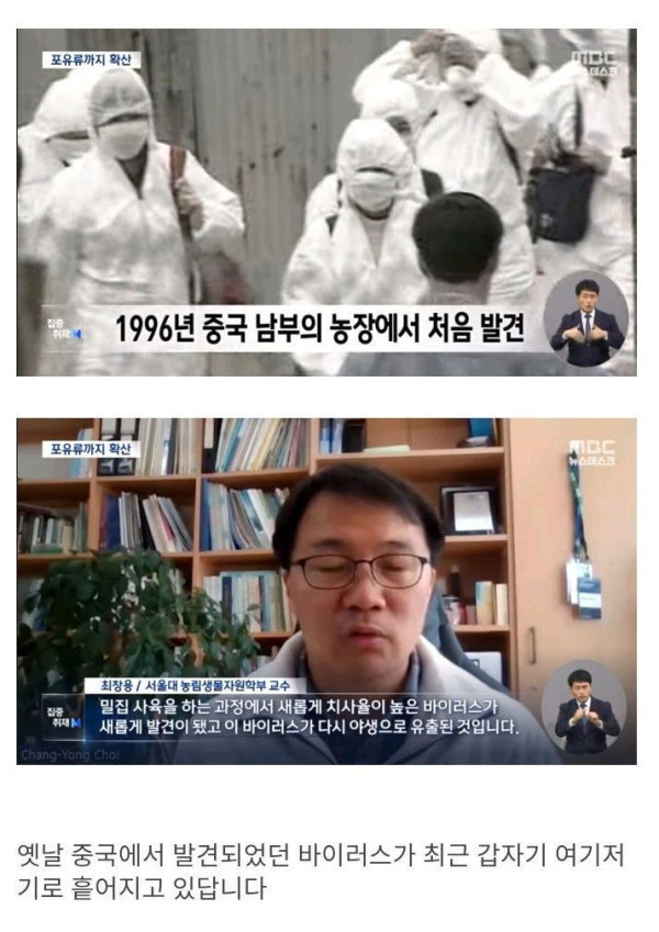 조류독감 포유류에도 번지기 시작